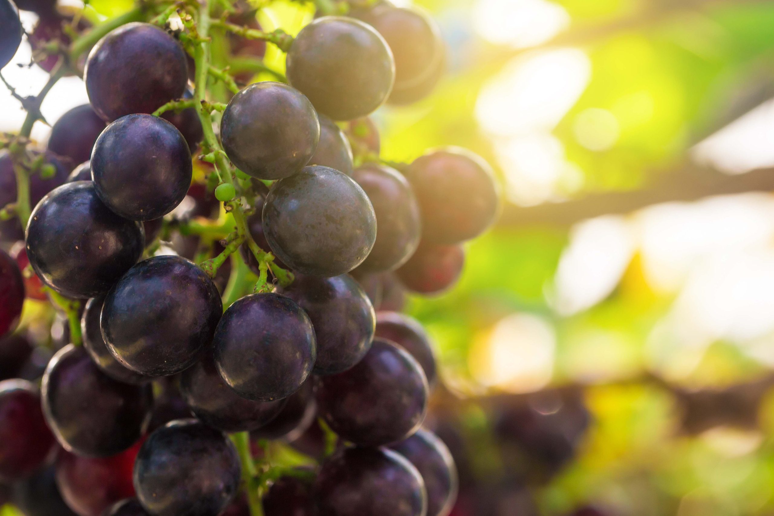 Exploring ESG Practices in the Ningxia Wine Industry
