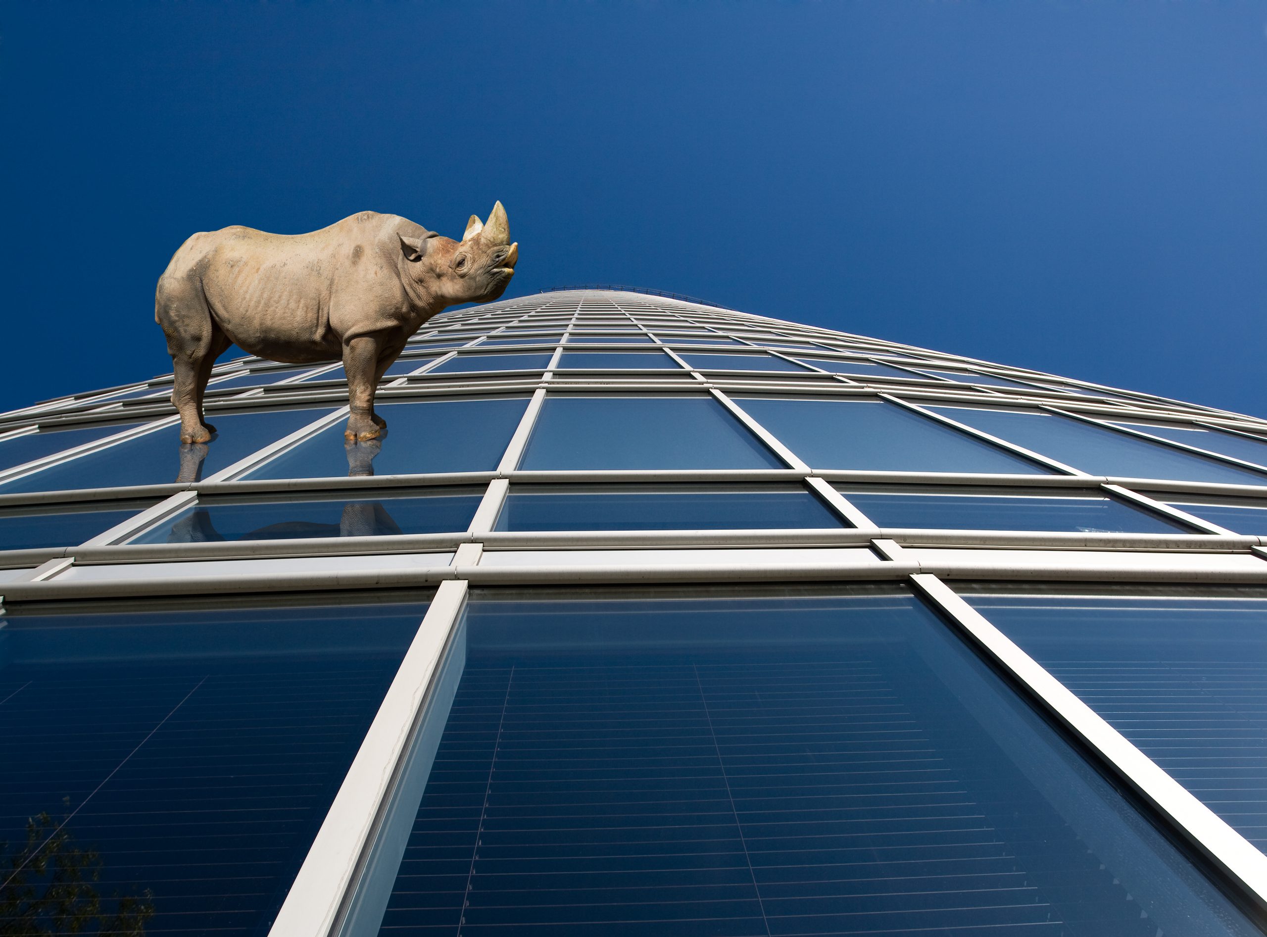Beware of the gray rhino