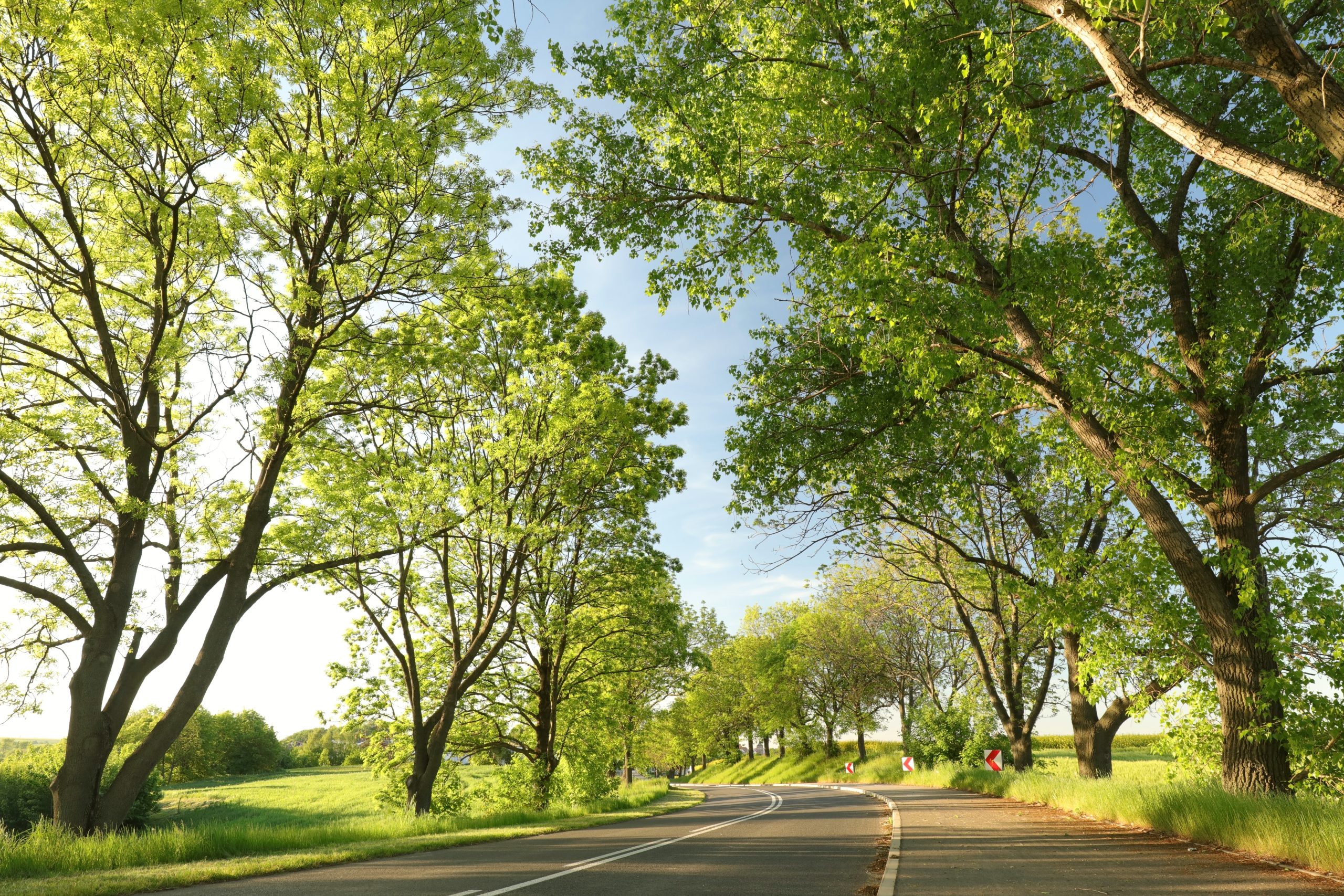 All theory might not be grey, but the golden tree of actual life springs ever green